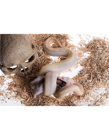 Boa Constrictor Imperior en train d'engloutir un rat 200 grammes