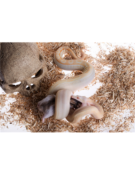 Boa constrictor imperator en train d'ingurgiter un rat 150 grammes