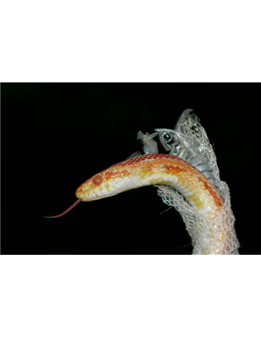 Soin mue reptiles serpents lézards - Repti Shedding Aid Zoo Med 64ml