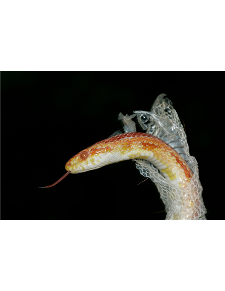 Soin mue reptiles serpents lézards - Repti Shedding Aid Zoo Med 64ml