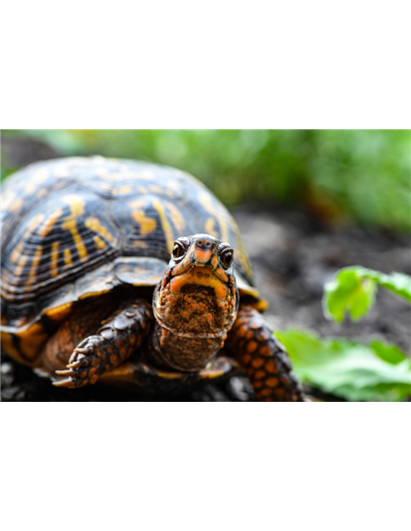 Une tortue Terrapene Carolina en promenade