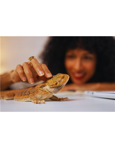 Soins d'un agame barbu