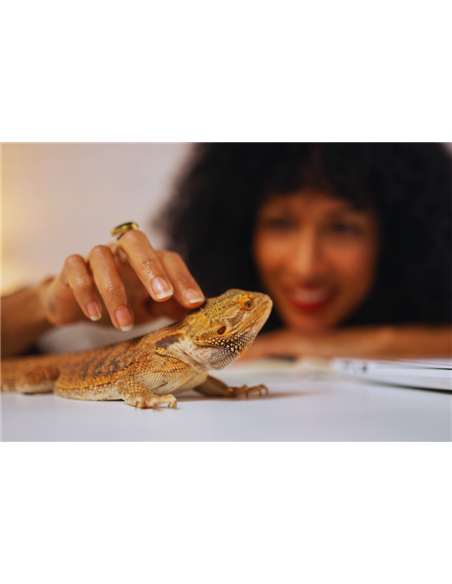 Soins d'un agame barbu