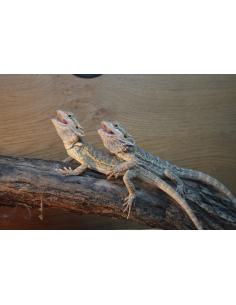 Menu Pogona Juvénile : Pack Complet Alimentation 1 mois 2