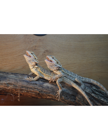 Menu Pogona Juvénile : Pack Complet Alimentation 1 mois