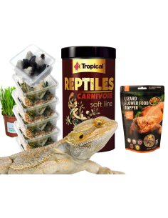 Menu Pogona Adultes : Pack Complet 1 mois de nourriture