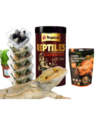Menu Pogona Adultes : Pack Complet 1 mois de nourriture