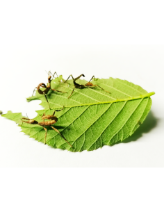 Phasme scorpion jeune, 3 à 4 cm, boîte de 4 individus