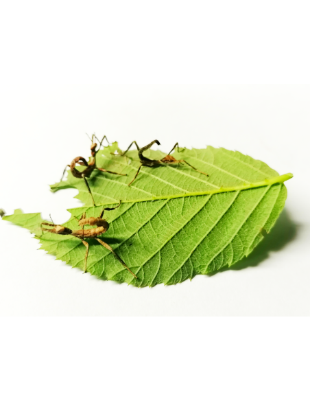 Phasme scorpion jeune, 1,5 à 3,5 cm, boîte de 2 individus