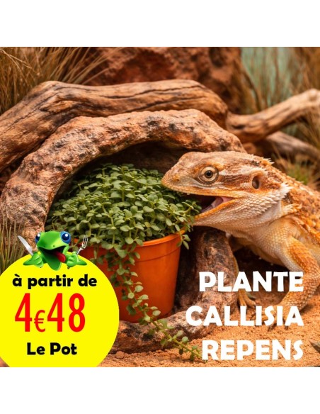 Callisia Repens plante comestible en pot pour tortue, pogona, lapin et oiseau