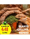 Callisia Repens plante comestible en pot pour tortue, pogona, lapin et oiseau
