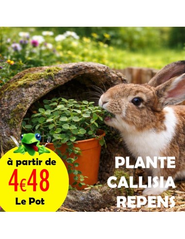 Callisia Repens plante comestible en pot pour tortue, pogona, lapin et oiseau