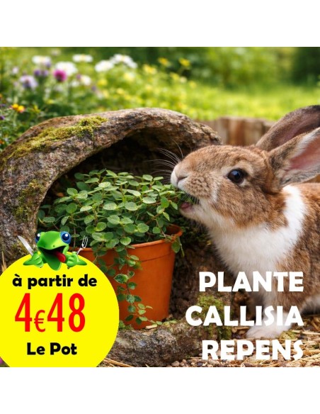 Callisia Repens plante comestible en pot pour tortue, pogona, lapin et oiseau