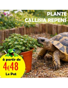 Callisia Repens plante comestible en pot pour tortue, pogona, lapin et oiseau 2