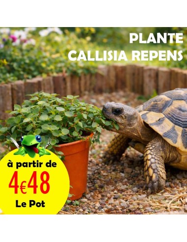 Callisia Repens plante comestible en pot pour tortue, pogona, lapin et oiseau