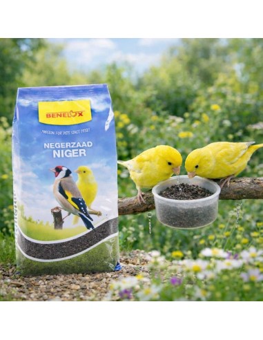 graine de niger