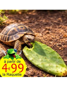 Raquette de figuier de barbarie pour tortue de terre