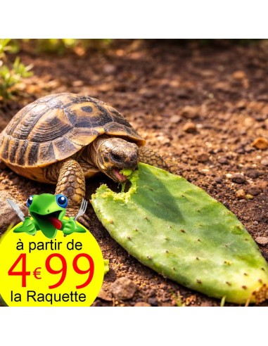 Raquette de figuier de barbarie pour tortue de terre