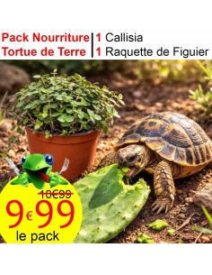 nourriture tortue de terre 2