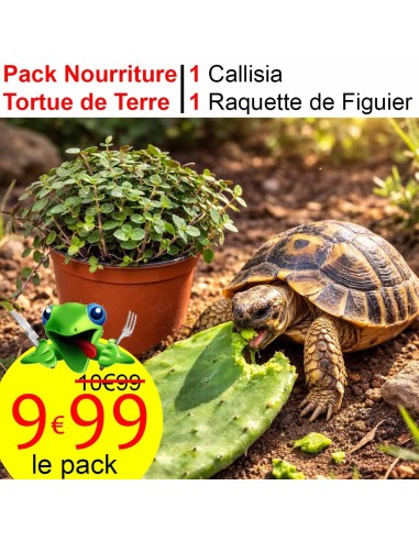 Pack de 2 plantes nourrissières pour tortue de terre