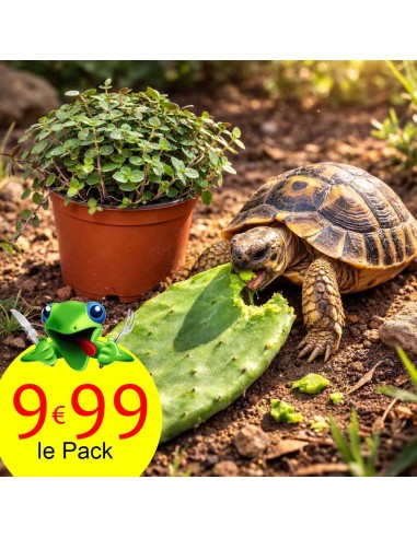 nourriture tortue de terre