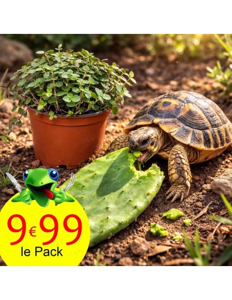 nourriture tortue de terre