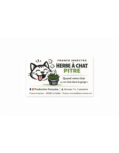 HERBE A CHAT Agriculture raisonnée sans traitement
