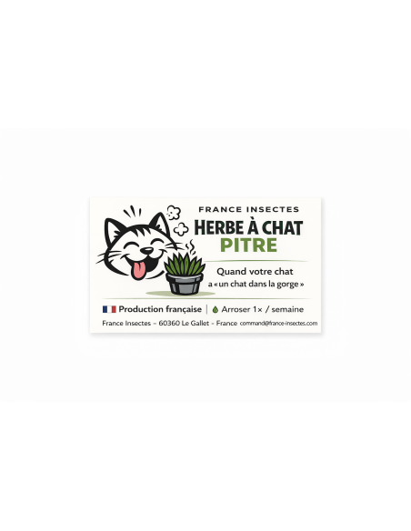 HERBE A CHAT Agriculture raisonnée sans traitement