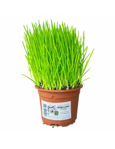 herbe à chat made in france