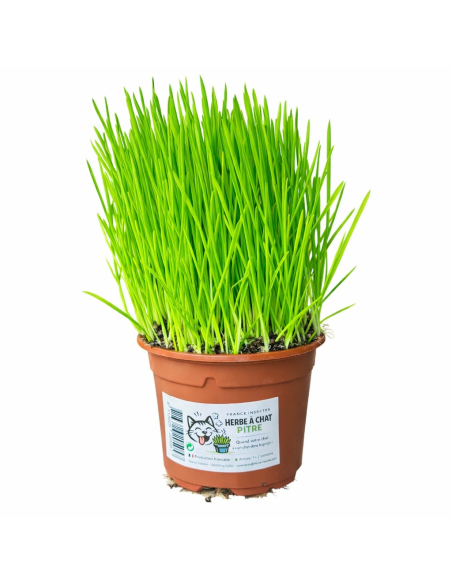 herbe à chat made in france