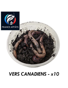 Vers Canadiens Boîte de 10 | Appât Vivant Pêche Eau Douce