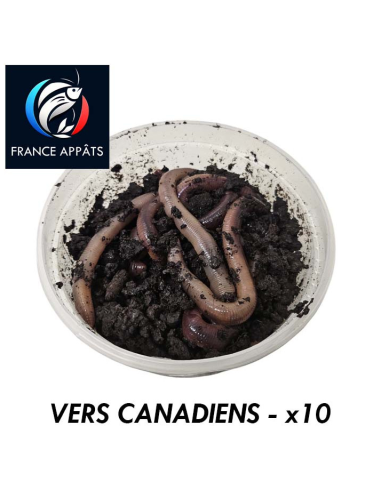 Vers Canadiens Boîte de 10 | Appât Vivant Pêche Eau Douce