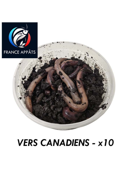 Vers Canadiens Boîte de 10 | Appât Vivant Pêche Eau Douce