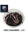 Vers Canadiens Boîte de 10 | Appât Vivant Pêche Eau Douce