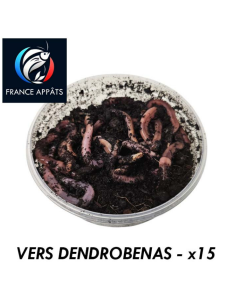 Vers Dendrobenas Boîte de 15 | Appât Vivant Pêche Efficace