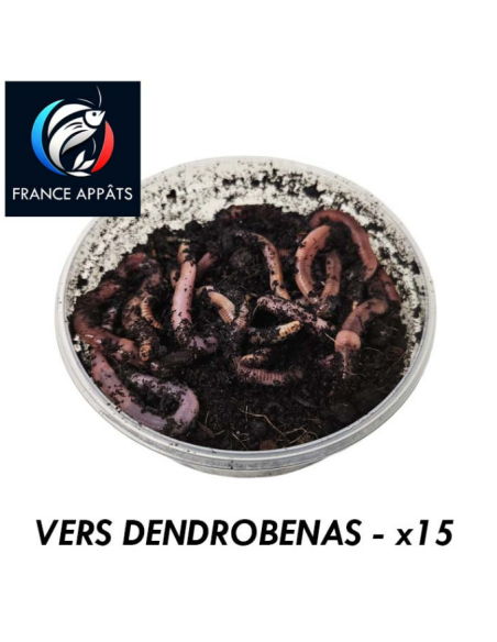 Vers Dendrobenas Boîte de 15 | Appât Vivant Pêche Efficace