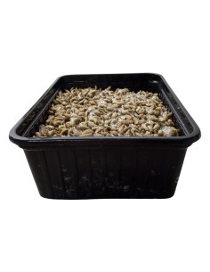 Larves de BSF Congelées 1L | Hermetia Illucens pour Reptiles, Poissons et Poules 2