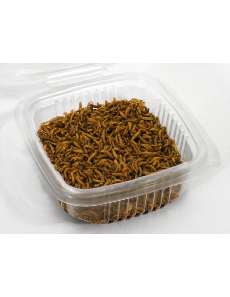 Vers de farine mini (taille 0,5 à 0,9 cm) en boîte de 100 ml