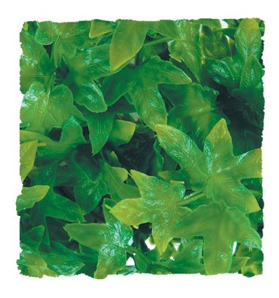 Plante Congo Ivy déco pour terrarium 46cm