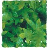 Plante Congo Ivy déco pour terrarium 46cm