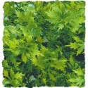 Plante Australian Maple Zoo Med pour terrarium 46cm