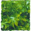 Plante Australian Maple déco pour terrarium 46cm