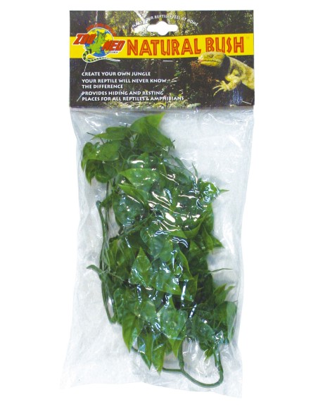 Plante Mexican Phyllo déco pour terrarium 46cm