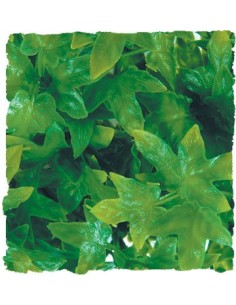 Plante Congo Ivy déco pour terrarium 56cm