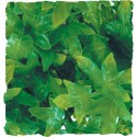 Plante Congo Ivy Zoo Med pour terrarium 56cm