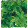 Plante Congo Ivy déco pour terrarium 56cm