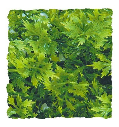 Plante Australian Maple déco pour terrarium 56cm