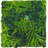 Plante Cashuarina déco pour terrarium 56cm