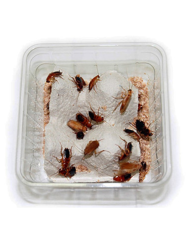 Blatte red runner sub-adulte