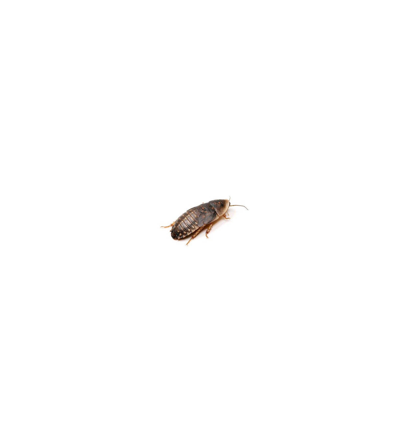 Insectes vivants - Criquets, grillons, vers, blattes
